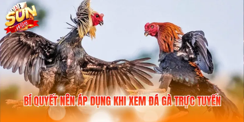 Cách Đá Gà Mạng Luôn Thắng Và Kinh Nghiệm Chọn Chiến Kê 4 Bí quyết nên áp dụng khi xem đá gà trực tuyến