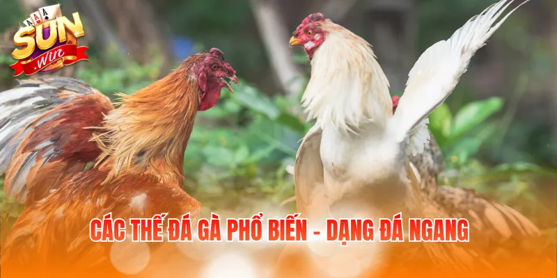 Các Thế Đá Gà Phổ Biến Và Đặc Điểm Của Từng Lối Đánh 3 Các thế đá gà phổ biến - Dạng đá ngang