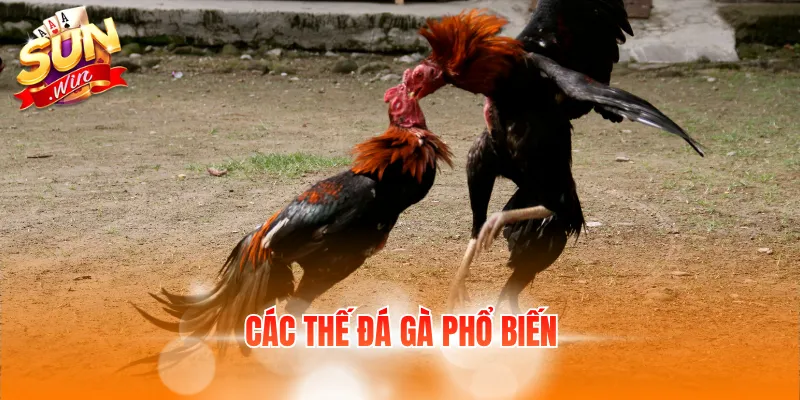 Các Thế Đá Gà Phổ Biến Và Đặc Điểm Của Từng Lối Đánh 6 cac the da ga pho bien