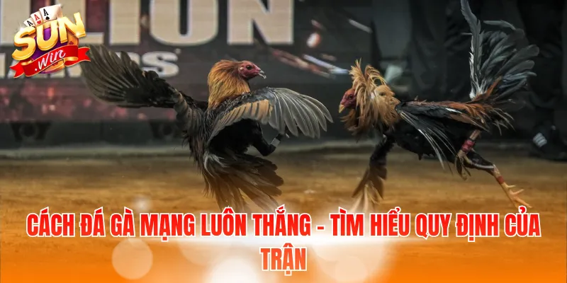 Cách Đá Gà Mạng Luôn Thắng Và Kinh Nghiệm Chọn Chiến Kê 3 Cách đá gà mạng luôn thắng - Tìm hiểu quy định của trận