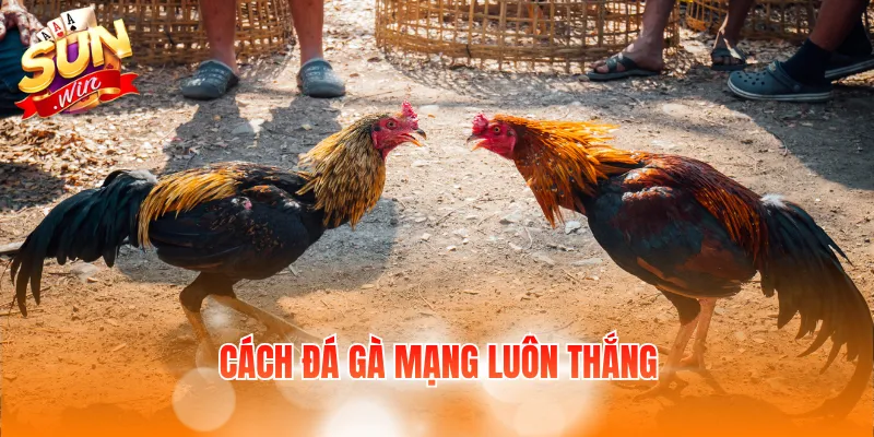 Cách Đá Gà Mạng Luôn Thắng Và Kinh Nghiệm Chọn Chiến Kê 5 cach da ga mang luon thang