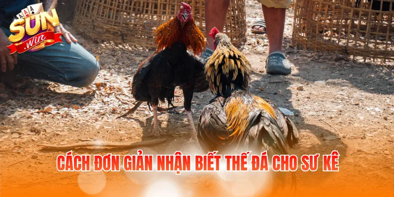 Các Thế Đá Gà Phổ Biến Và Đặc Điểm Của Từng Lối Đánh 4 Cách đơn giản nhận biết thế đá cho sư kê
