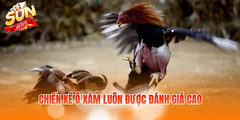 Gà Màu Gì Đá Hay Nhất - Kinh Nghiệm Chọn Gà Được Quan Tâm 2 Chiến kê ô xám luôn được đánh giá cao