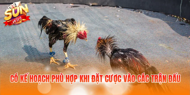 7 Kinh Nghiệm Đánh Đá Gà: Điều Người Chơi Mới Cần Biết 4 Có kế hoạch phù hợp khi đặt cược vào các trận đấu