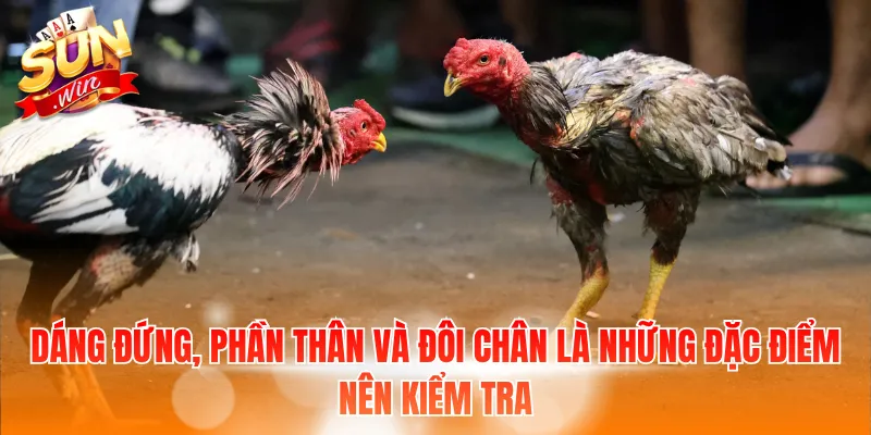 Gà Màu Gì Đá Hay Nhất - Kinh Nghiệm Chọn Gà Được Quan Tâm 3 Dáng đứng, phần thân và đôi chân là những đặc điểm nên kiểm tra