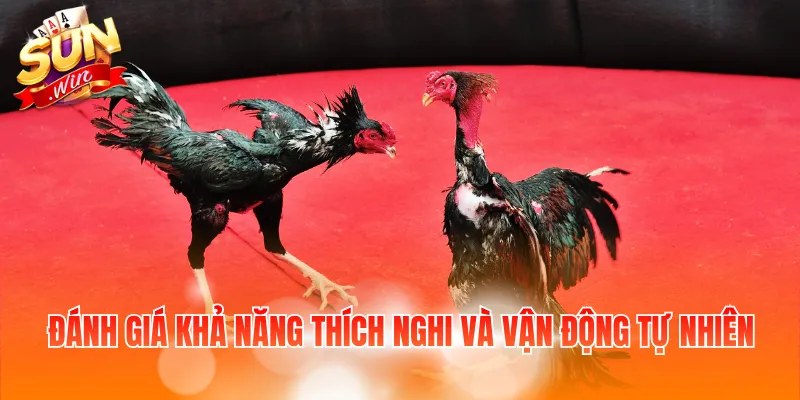 Mẹo Chọn Gà Đá – Cách Chọn Và Chăm Sóc Gà Khỏe Mạnh 4 Đánh giá khả năng thích nghi và vận động tự nhiên