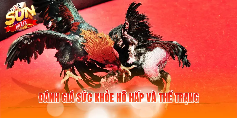 Mẹo Chọn Gà Đá – Cách Chọn Và Chăm Sóc Gà Khỏe Mạnh 3 Đánh giá sức khỏe hô hấp và thể trạng