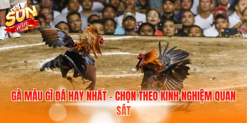 Gà Màu Gì Đá Hay Nhất - Kinh Nghiệm Chọn Gà Được Quan Tâm 4 Gà màu gì đá hay nhất - Chọn theo kinh nghiệm quan sát