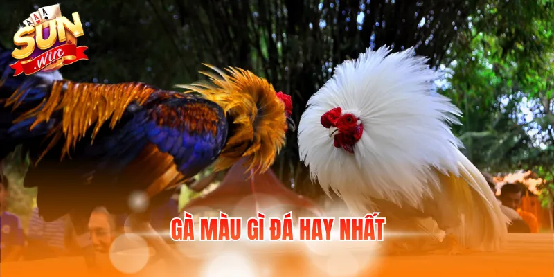 Gà Màu Gì Đá Hay Nhất - Kinh Nghiệm Chọn Gà Được Quan Tâm 3 ga mau gi da hay nhat