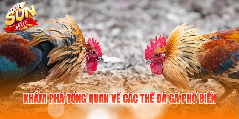 Các Thế Đá Gà Phổ Biến Và Đặc Điểm Của Từng Lối Đánh 2 Khám phá tổng quan về các thế đá gà phổ biến