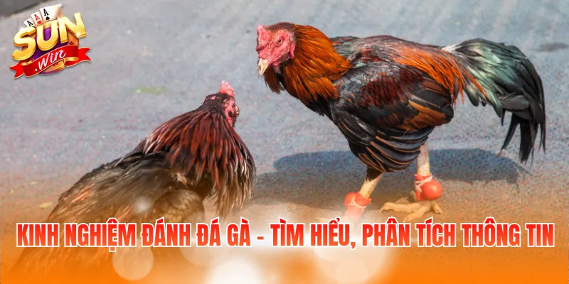 7 Kinh Nghiệm Đánh Đá Gà: Điều Người Chơi Mới Cần Biết 2 Kinh nghiệm đánh đá gà - Tìm hiểu, phân tích thông tin