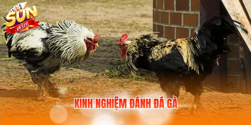 7 Kinh Nghiệm Đánh Đá Gà: Điều Người Chơi Mới Cần Biết 2 kinh nghiem danh da ga