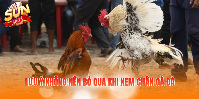 Xem Chân Đá Gà Cựa Sắt Và Hướng Dẫn Cách Nhận Biết 4 Lưu ý không nên bỏ qua khi xem chân gà đá