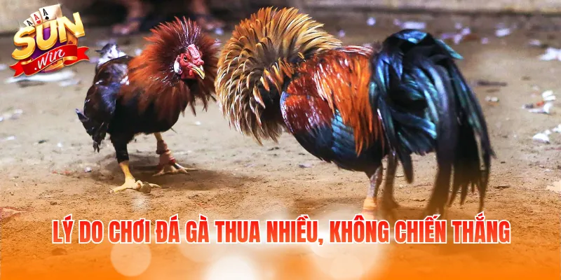 Cách Đá Gà Mạng Luôn Thắng Và Kinh Nghiệm Chọn Chiến Kê 2 Lý do chơi đá gà thua nhiều, không chiến thắng