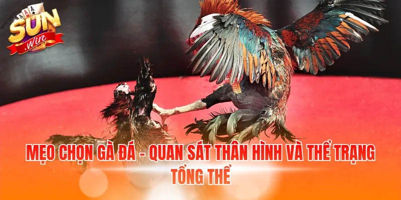 Mẹo Chọn Gà Đá – Cách Chọn Và Chăm Sóc Gà Khỏe Mạnh 2 Mẹo chọn gà đá - Quan sát thân hình và thể trạng tổng thể