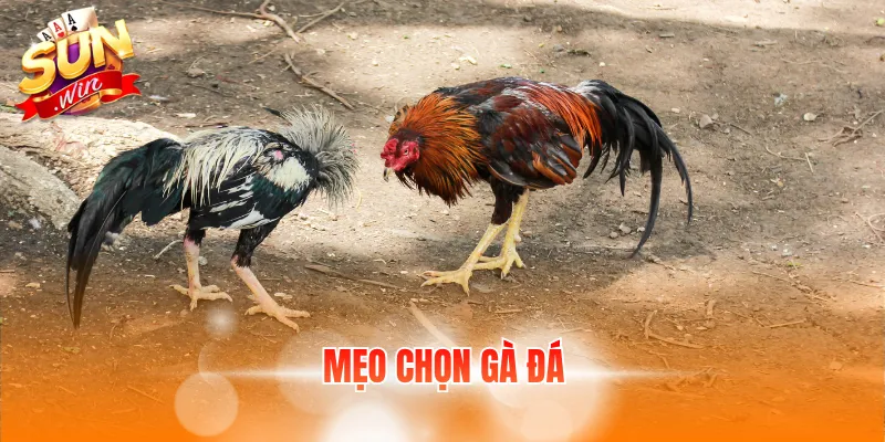 Mẹo Chọn Gà Đá – Cách Chọn Và Chăm Sóc Gà Khỏe Mạnh 1 meo chon ga da