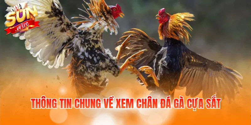 Xem Chân Đá Gà Cựa Sắt Và Hướng Dẫn Cách Nhận Biết 2 Thông tin chung về xem chân đá gà cựa sắt