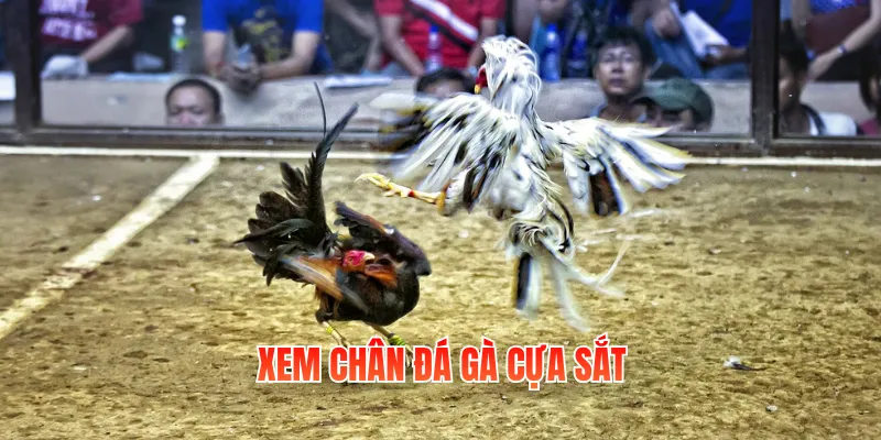 Xem Chân Đá Gà Cựa Sắt Và Hướng Dẫn Cách Nhận Biết 4 xem chan da ga cua sat